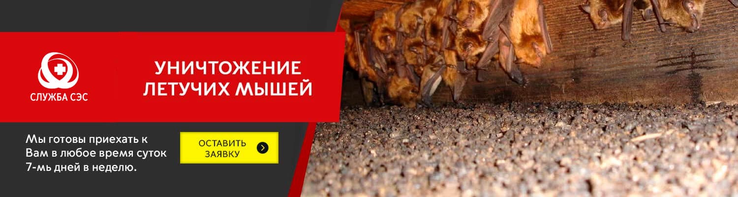 Уничтожение летучих мышей в Черноголовке